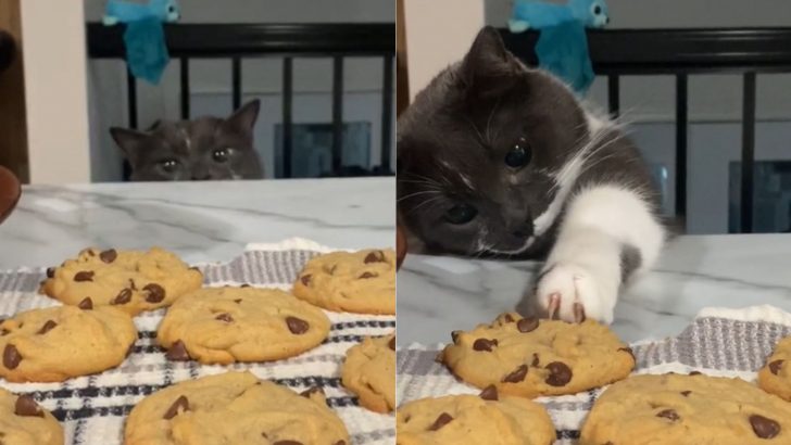 A Cat Trying To Steal A Forbidden Treat Is A Real Cookie Monster