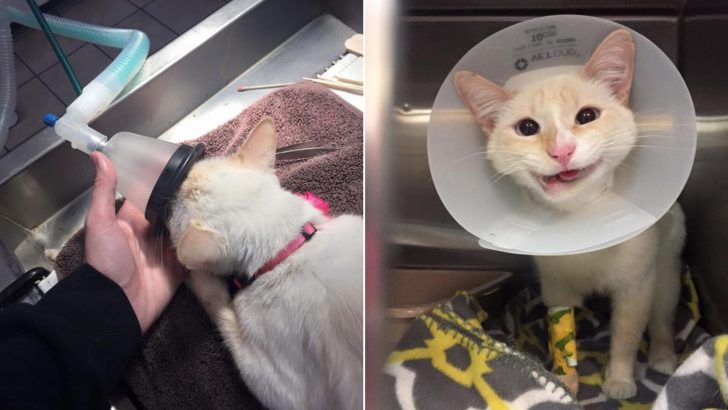 Cat Faces Euthanasia But His Life Takes A Miraculous Turn Thanks To Caring Vets From Texas