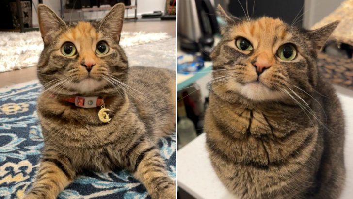 Couple Rescues A Torbie Kitten Realizing Later She Comes With A Big Cattitude