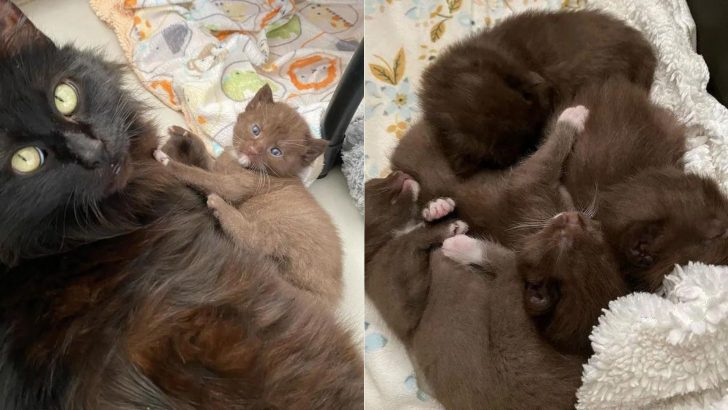 Gorgeous Mama Cat Surprises Everyone With The Birth Of A Rare Fur Color Litter