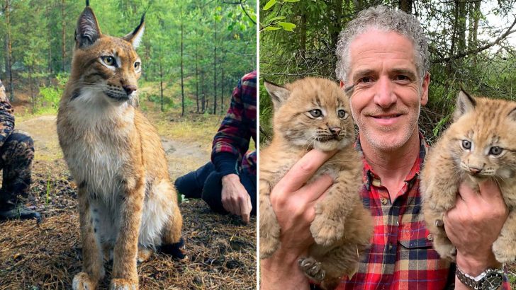 A Lynx Beauty Saved From Cage Life Finally Gets To Experience What It’s Like To Be A Mom