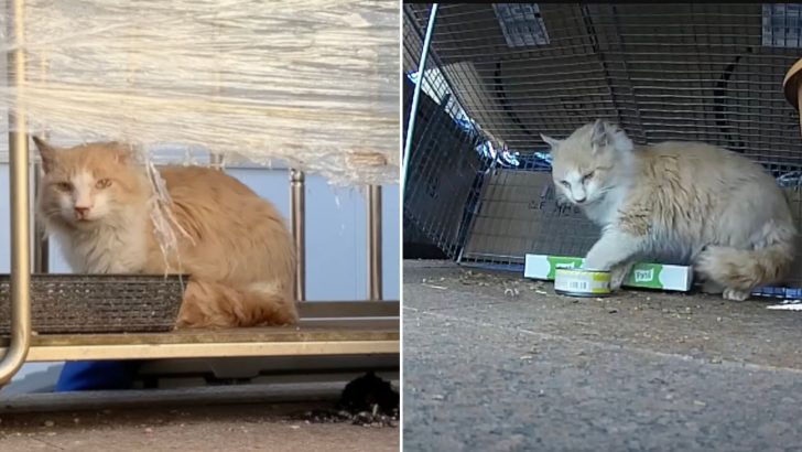 A Man Wins Over Stray Cat’s Trust And Finds Him A Loving Forever Home