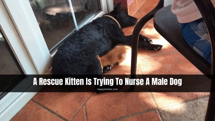 A Rescue Kitten Trying To Nurse From A Male Dog