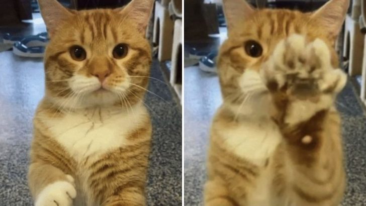 Sweet Cat From New York Shelter Waves To Everyone Just To Get Noticed