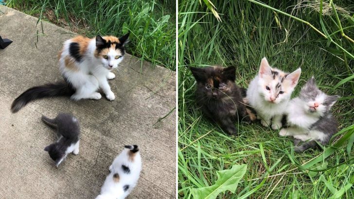 Fearless Mother Cat Urges Rescuers To Follow Her Only To Discover The Furriest Surprise