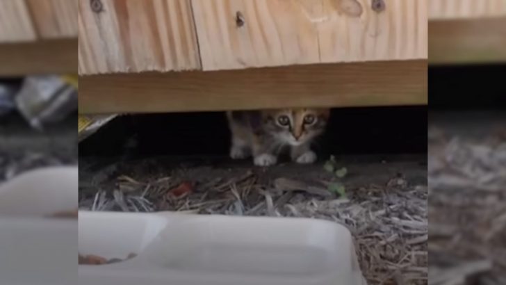 A Tiny Abandoned Kitten Rescued By The Most Compassionate Man Who Changed Her Life Forever 