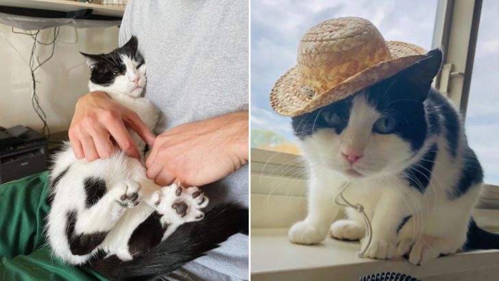 Woman’s Quest For A Kitten Turns Into Love At First Sight With Toothless Senior Cat