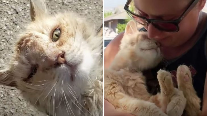 Orange Cat Found On The Street In Pretty Bad Shape Has A Million Kisses To Thank His Savior