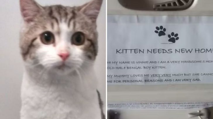 Abandoned Kitten Was Discovered In A Parking Lot With His Owner’s Note That Will Break Your Heart