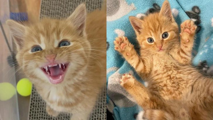 Abandoned Kitten Transformed Into A Purring Machine Once He Felt What True Love Is