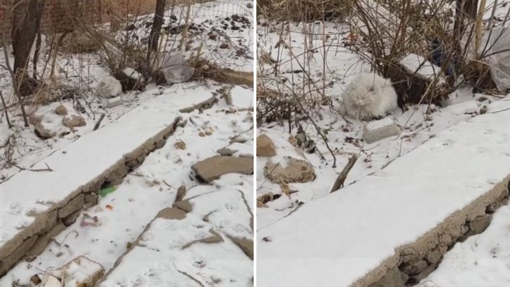 Abandoned White Stray Nearly Blends In With Her Surroundings That Rescuer Almost Walks Past Her
