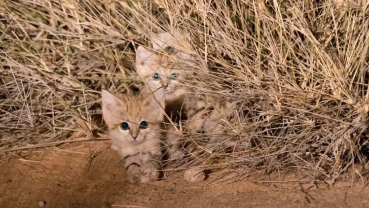 Growing Danger Puts The Mysterious Sand Cats At Risk Threatening Their Existence