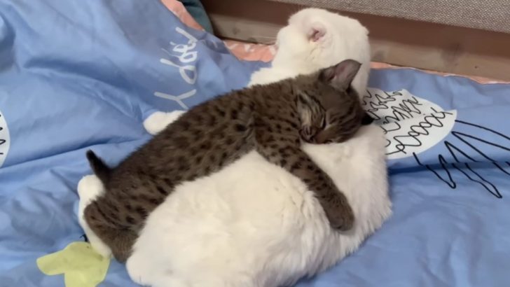 Heartwarming Video Reveals A Little Lynx Cat Trying To Snuggle With Its Feline Siblings