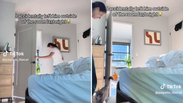 Adorable Cat’s Reaction To Being Shut Out Of Owner’s Bedroom Will Put A Smile On Your Face