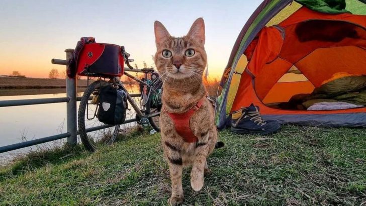 A Cyclist Rescues A Stray Cat Who Later Becomes His Adventurous Companion