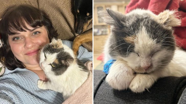 After 10 Long Years, Stray Cat Finds A Home Where She Feels So Safe She Drools In Her Sleep