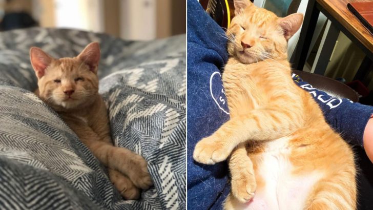 After 20 Foster Homes, This Blind Cat Finally Gets His Happy Ending