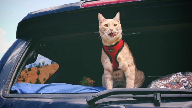 A Family Wanted A Dog Until A Tabby Kitten Crossed Their Path Craving Adventures