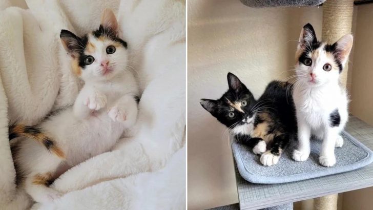Kitty Left Alone As Her Siblings Found Homes Meets Another Singleton And Their Lives Change