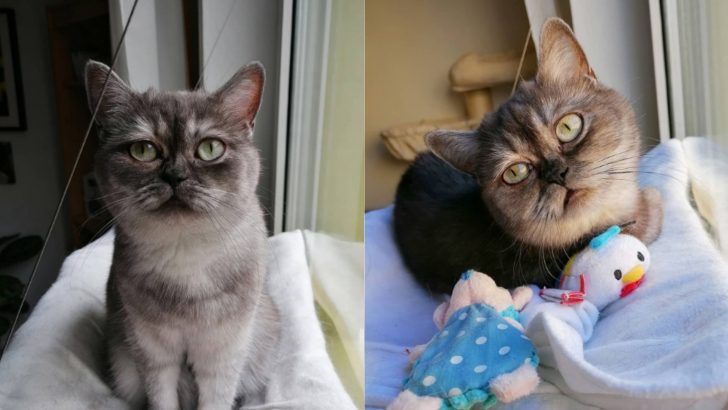 Grumpy Cat Patiently Waits For Months To Find The Home She Longs For