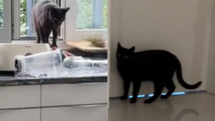 Stray Cat Wanders Into A Woman’s Home And Saves Her Beloved Pet’s Life