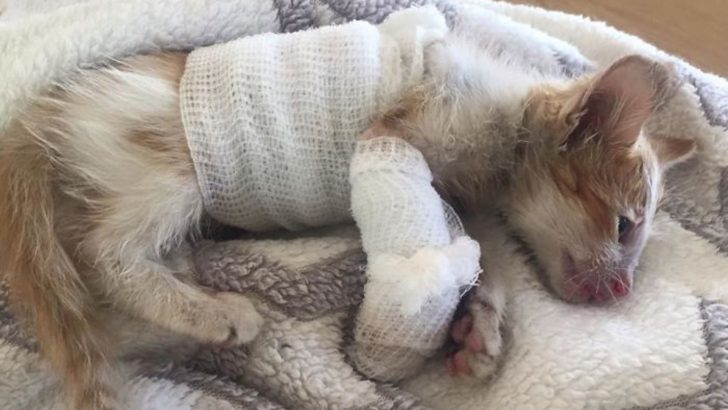 Kitten Hurt After Being Stuck In Forklift Truck But Refuses To Give Up