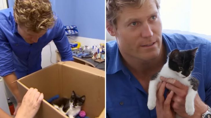 Being So Heartbroken By An Abandoned And Injured Kitten, This Vet Makes A Surprising Decision