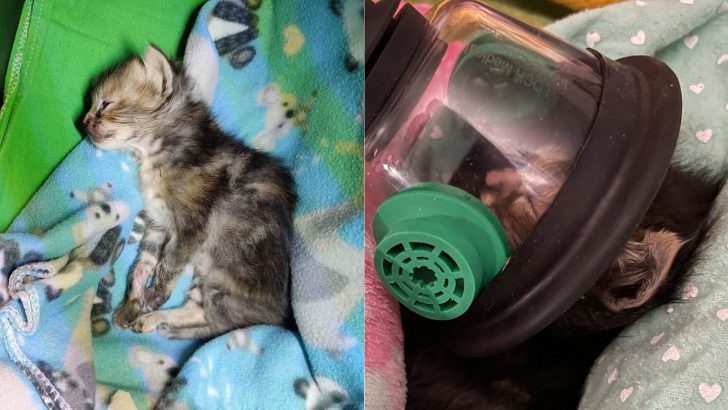 Tiny Kitten Accidentally Squeezed By A Toddler Survives Against All Odds