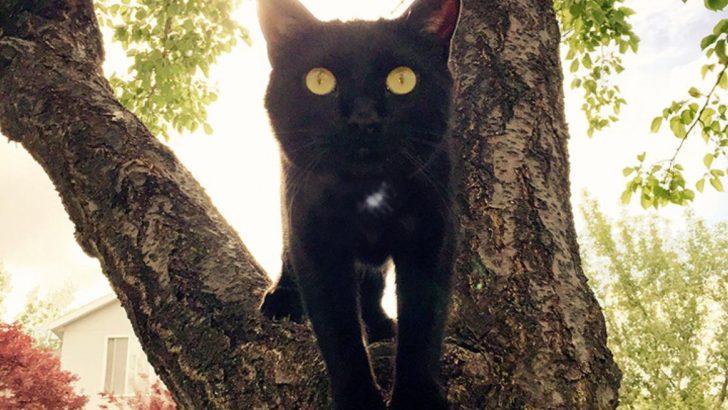 This Black Shelter Cat Was Everything This Family From Utah Needed To Cope With Loss