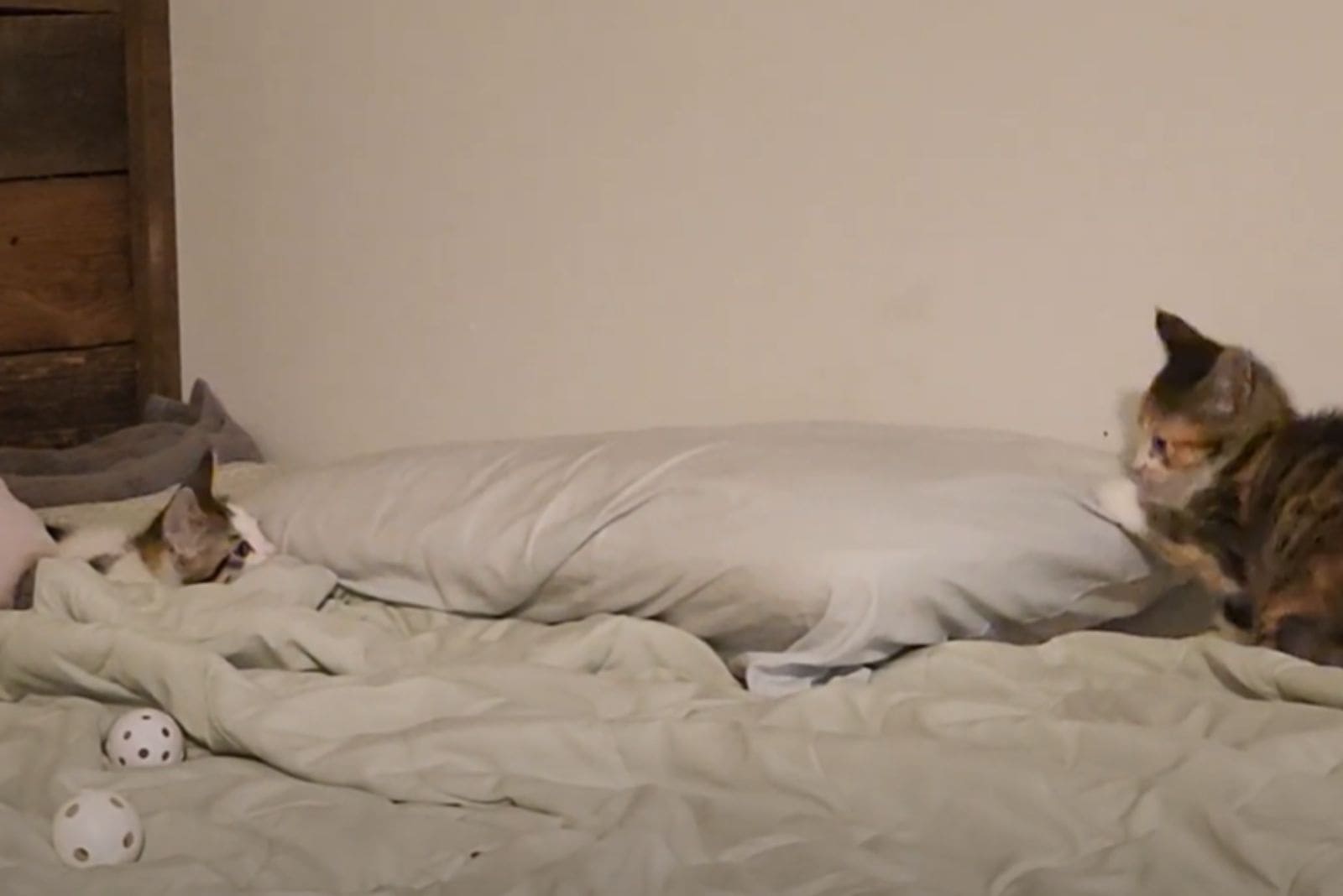 Calico Kittens playing on the bed