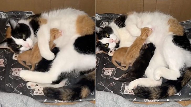 You’ll Never Guess What This Calico Mama Cat Did After Meeting An Orphaned Kitten