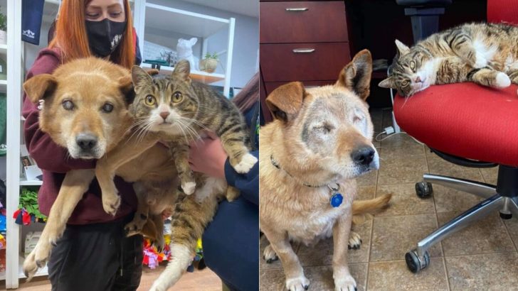 Surrendered To The Shelter By Their Family, Cat Leads Her Blind Canine Friend To Their New Home