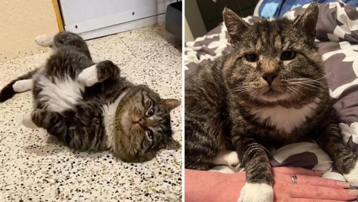 Cat Happily Rolls Around In Front Of His Adopters After Years Of Wandering Outside