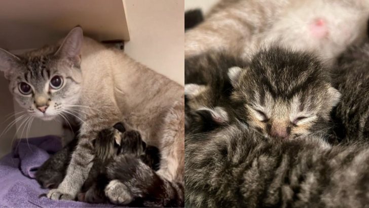 Oregon Woman Comes Home And Discovers Six Fur Babies Snuggled Next To Their Mama