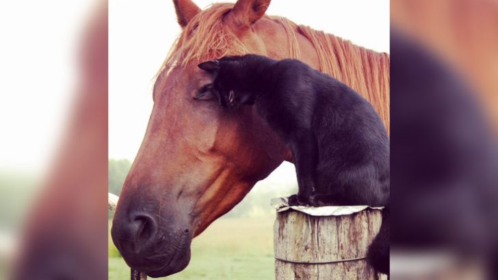 Cat Hops Onto His Horse Best Friend And Goes For A Beautiful Ride