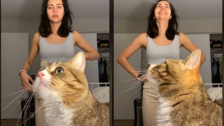 Cat Keeps Interrupting Woman In A Hilarious Video And The Timing Is Exquisite