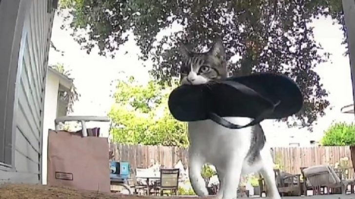 This Kitty Has The Silliest Way Of Expressing Love For Her Owner And It Involves Stealing