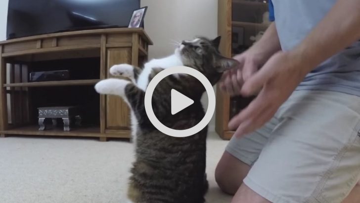 Cat Places Complete Trust in Her Human Defying Feline Natural Instincts During Her ‘Trust Falls’