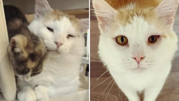 Cat Found In Critical Condition Gets A Miraculous Transformation And Finds His Life’s Purpose