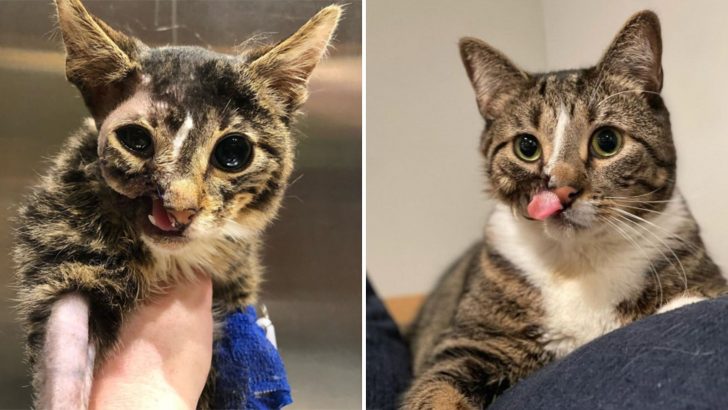 Despite His Unusual Appearance, This Brave Cat Gets The Life He Truly Deserves