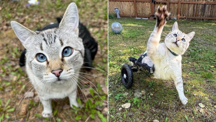 Nothing Can Stop This Paralyzed Cat From Racing In His Wheelchair