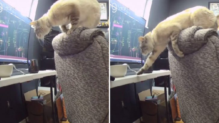 Cat Risking Her Life While Stealing Owner’s Oatmeal Is The Silliest Thing You’ll See Today