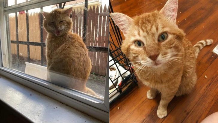 Injured Ginger Cat Appeares On A Woman’s Window Desperately Crying For Help