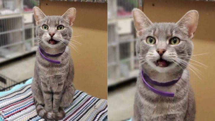 9-Year-Old Cat Spent His Whole Life At Shelter Waiting For Someone To Notice Him