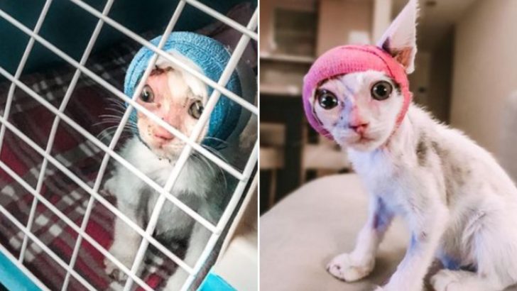 Resilient Kitten Survives Severe Head Burn And Finds Forever Home With Her Very Own Vet