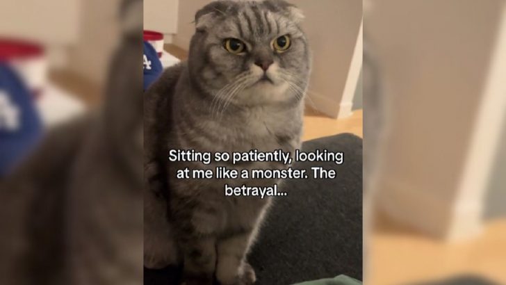 Cat Thinking His Owner Is Eating His Treats Will Make You Laugh Out Loud