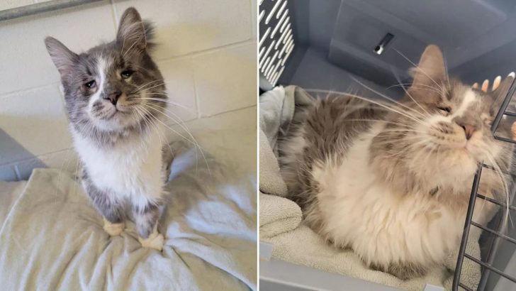 After Living In A Neglected Home With Over 40 Other Cats, This Cat Finally Gets A Life He Deserves