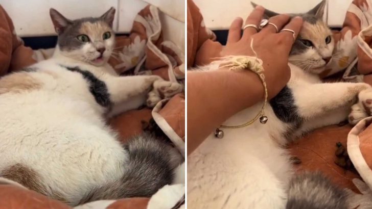 Cat With Complete Paralysis In All Four Legs Escapes Euthanasia At The Last Minute