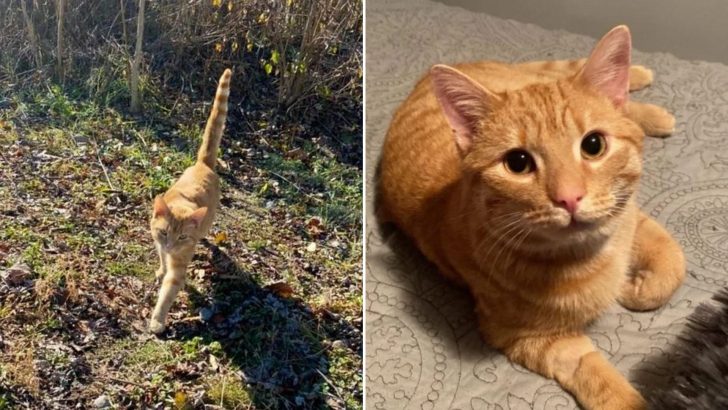 Ginger Cat Emerges From The Bushes In Ohio Begging A Woman To Save Him