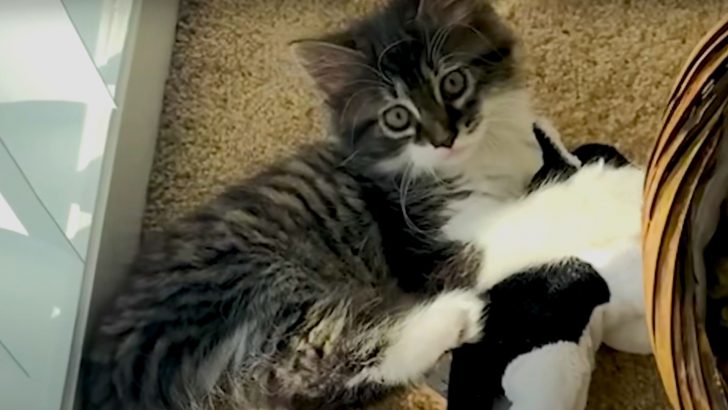 This Cat Was Upset After Getting A Feline Sister From Texas, But Now They’re Obsessed With Each Other